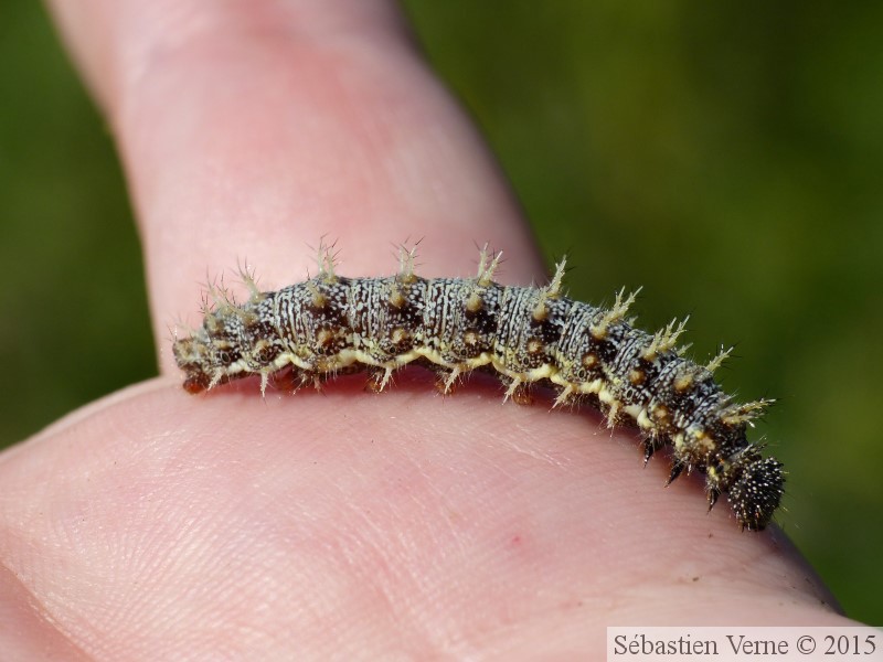 Chenille de Vulcain, Vanessa atalanta