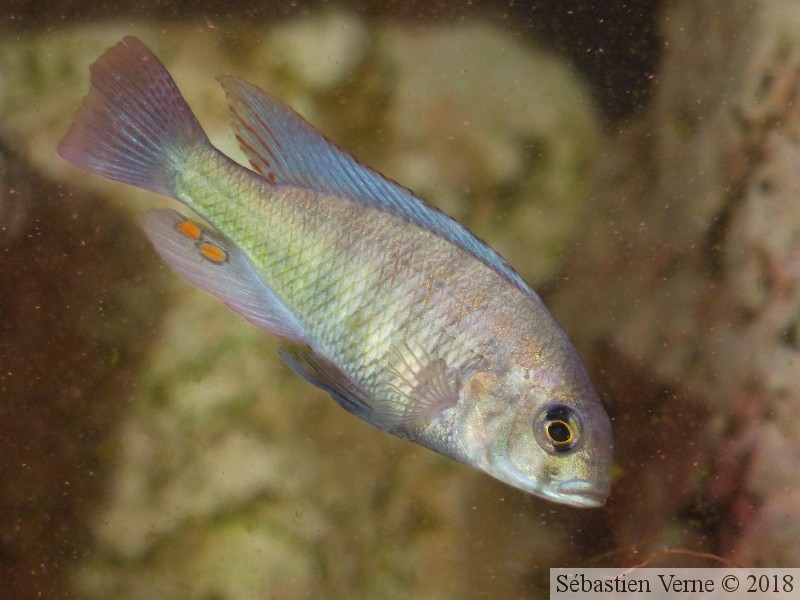 Haplochromis fischeri, mâle