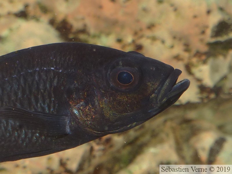 Haplochromis piceatus, mâle