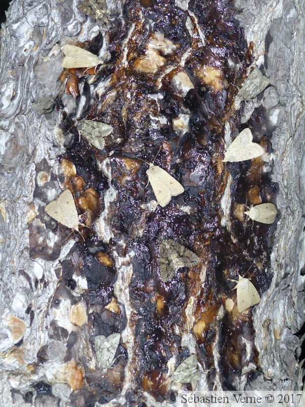 Groupe de noctuelles se nourrissant sur la miellée.