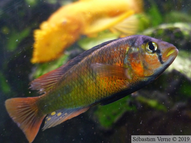 Haplochromis sauvagei "Makobe", mâle