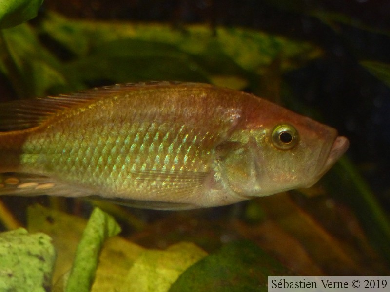 Haplochromis orthostoma, mâle