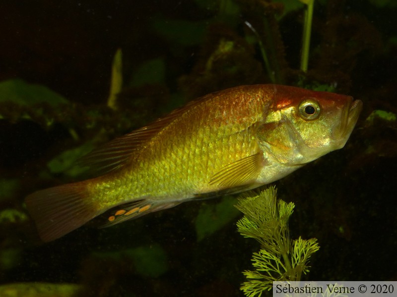  Haplochromis orthostoma mâle