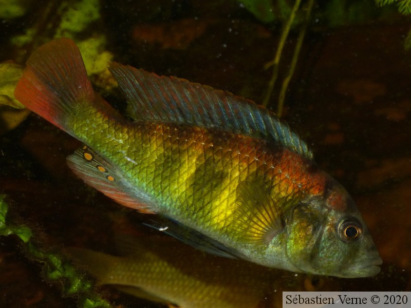 Haplochromis sp. "Tomato", mâle