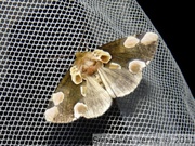 Drepanidae