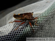 Punaise (pentatomidae ?)