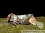 Phalera bucephala, le bucéphale