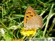 Cuivré commun, Lycaena phlaeas