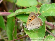 Cuivré commun, Lycaena phlaeas