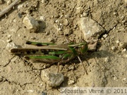 Oedipode émeraudine, Aiolopus thalassinus