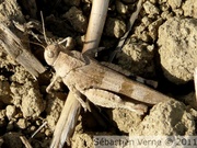 Oedipode bleue femelle, Oedipoda caerulescens