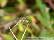 Sympétrum sanguin femelle, Sympetrum sanguineum