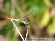 Sympétrum sanguin femelle, Sympetrum sanguineum