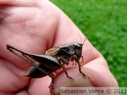 Decticelle cendrée mâle, Pholidoptera griseoaptera