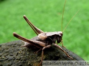 Decticelle cendrée mâle, Pholidoptera griseoaptera