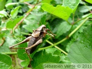 Decticelle cendrée mâle, Pholidoptera griseoaptera