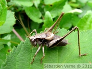 Decticelle cendrée mâle, Pholidoptera griseoaptera