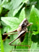 Decticelle cendrée mâle, Pholidoptera griseoaptera