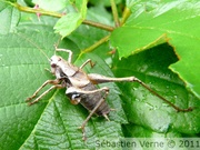 Decticelle cendrée mâle, Pholidoptera griseoaptera