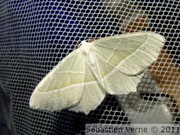 Geometridae