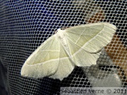 Céphalon, Campaea margaritaria