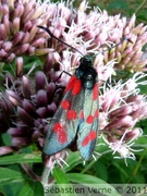 03996 Zygaena transalpina, Zygène transalpine