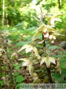 Épipactis pourpre, Epipactis purpurata