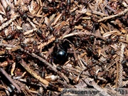 Formica sp. avec cadavre de bousier (Geotrupes stercorarius)