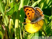 Cuivré commun, Lycaena phlaeas