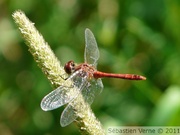 Sympétrum rouge sang, mâle, Sympetrum sanguineum