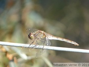 Sympétrum strié, femelle, Sympetrum striolatum