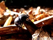 Geotrupes stercorarius, Géotrupe du fumier