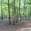 Terrils de Sabatier - Forêt de Raisme - 16/10/2011