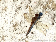 Sympétrum strié, femelle, Sympetrum striolatum