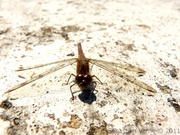 Sympétrum strié, femelle, Sympetrum striolatum