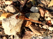 Sympétrum strié, mâle, Sympetrum striolatum