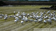 Oies des neiges - Snow goose -Chen caerulescens