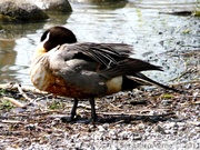 Canard pilet, mâle - Northern pintail - Anas acuta