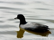 Foulque américain - American coot - Fulica americana