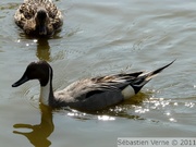 Anas acuta, Northern pintail, Canard pilet