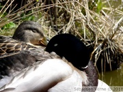 Canard colvert, mâle - Mallard - Anas platyrhyncos