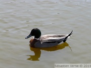 Hybride mâle colvert x Canard pilet, Mallard x Northern Pintail hybrid