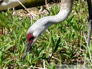 Grue du Canada - Sandhill cranes - Grus canadensis