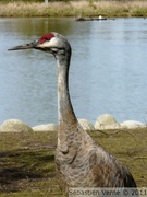 Grue du Canada - Sandhill cranes - Grus canadensis