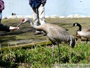 Grue du Canada - Sandhill cranes - Grus canadensis