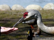 Grue du Canada - Sandhill cranes - Grus canadensis