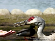 Grue du Canada - Sandhill cranes - Grus canadensis