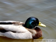 Canard colvert, mâle - Mallard - Anas platyrhyncos