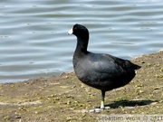 Fulica americana, American coot, Foulque américain