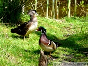 Canard carolin, mâle à droite, femelle à gauche - Wood duck - Aix sponsa